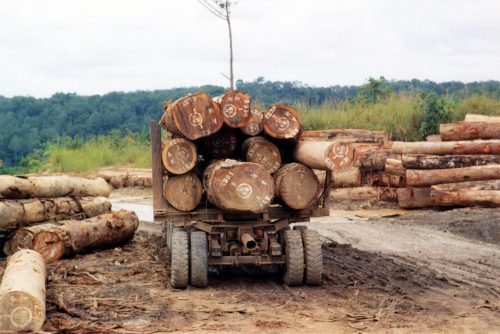 logs on truck